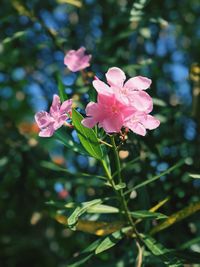 Close-up of pink flowers blooming outdoors