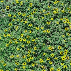 Full frame shot of yellow flowers