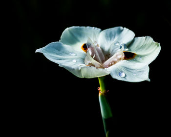 Close-up of white flower against black background