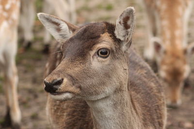 Close-up of deer