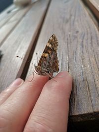 Cropped image of hand holding butterfly