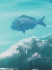 View of fish underwater