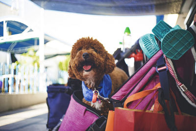 Dog on display at store