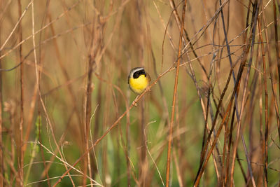 A common yellow throat warbler perched on a grass stem.