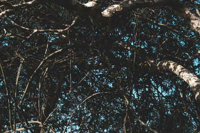 Low angle view of trees against sky