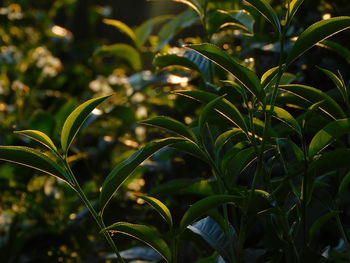 green