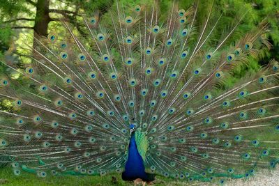 Close-up of peacock feathers