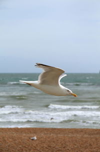 Seagull on beach against sky