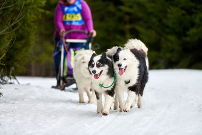 Full length of a dog walking on snow