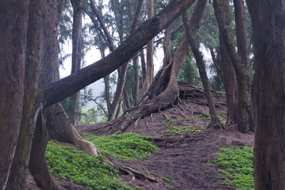 Trees in forest