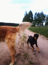 Dog on dirt road against sky