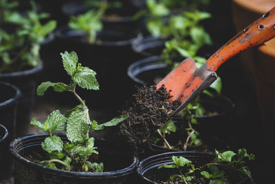 High angle view of potted plant in yard