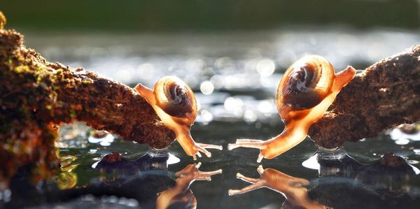 Close-up of autumn leaves with snail on water