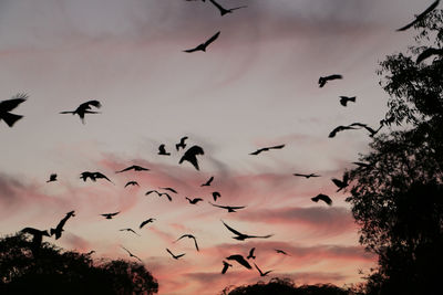 Low angle view of silhouette birds flying against sky
