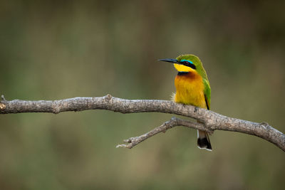 Little bee-eater perches on branch facing left