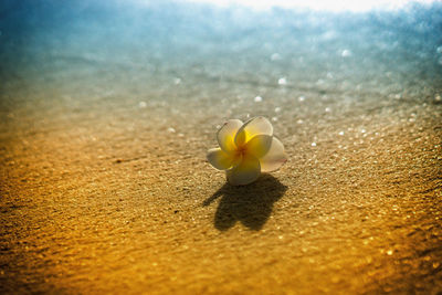 Close-up of fallen frangipani on sand at beach