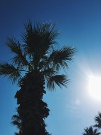 Low angle view of palm tree against blue sky