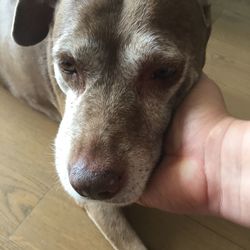 Close-up of hand stroking dog at home