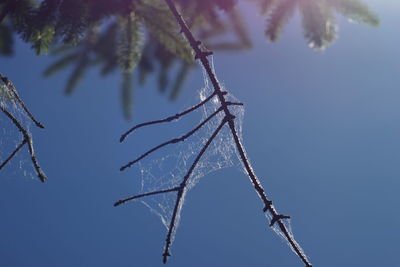 Low angle view of icicles on branch against sky