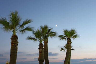 Low angle view of palm trees against blue sky