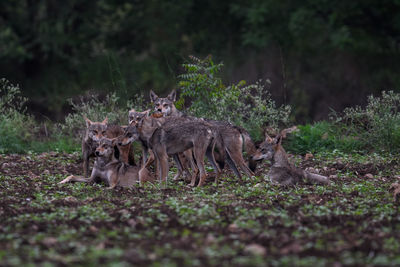 Pack of wolves