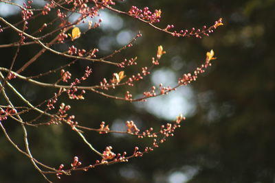 Close-up of tree against sky