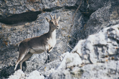 View of deer standing on rock