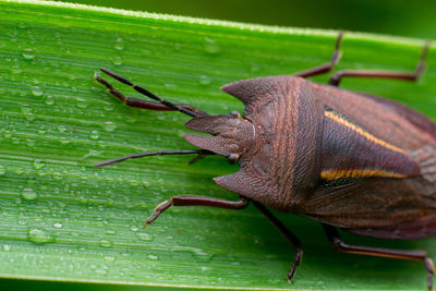 Close-up of insect