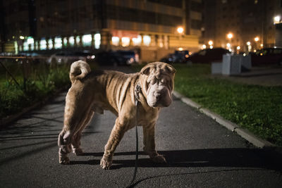 Dog standing on road at night