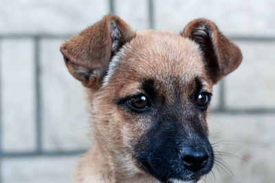 Close-up portrait of dog