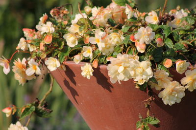 Close-up of flowers blooming outdoors