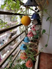 Close-up of fruits hanging on tree