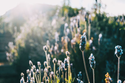 Close-up of flowering plants on field