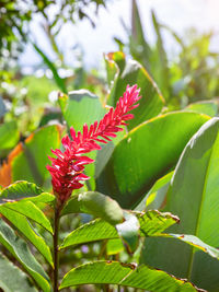 Close-up of red flowering plant