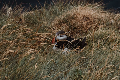 High angle view of bird on grassy field