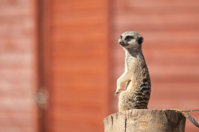 Close-up of meerkat