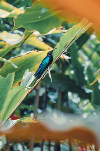 Close-up of bird perching on plant