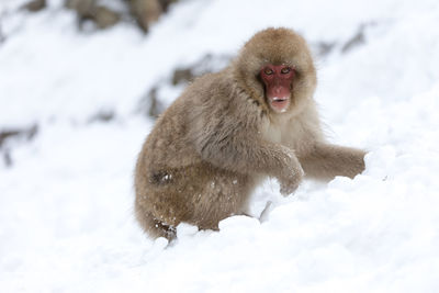 Snow monkey