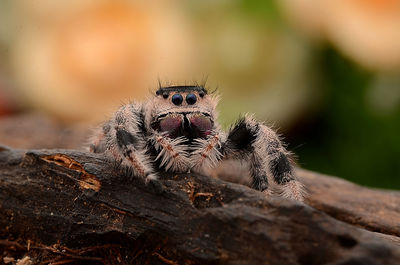 Close-up of spider on wood