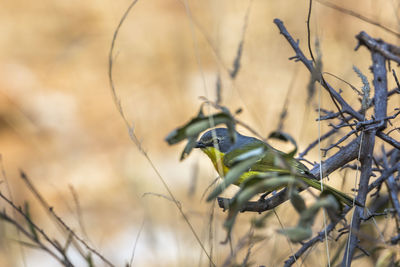 Close-up of bird perching on branch