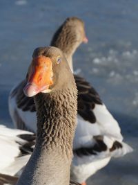 Close-up of duck