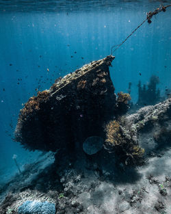 Fish swimming in sea