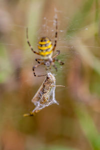 Close-up of spider on web