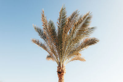 Low angle view of palm tree against clear sky