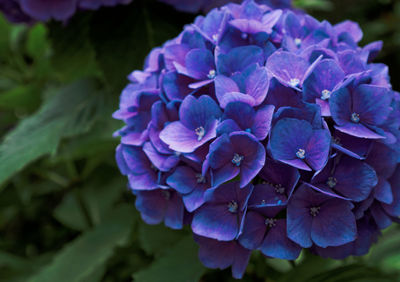 Close-up of purple flowers blooming outdoors