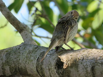 Close-up of bird perching on tree