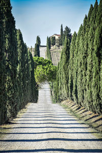 Footpath amidst trees against sky