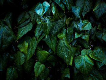 Full frame shot of fresh green leaves