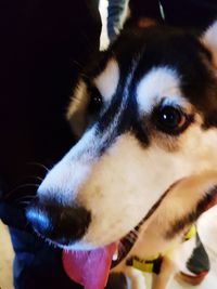 Close-up of dog looking away