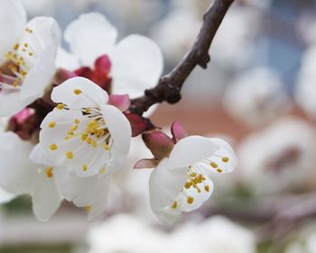 Close-up of white flowers blooming